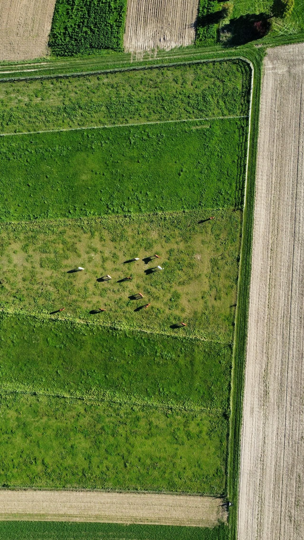 Aangetast gazon met bruine plekken door grasziekte